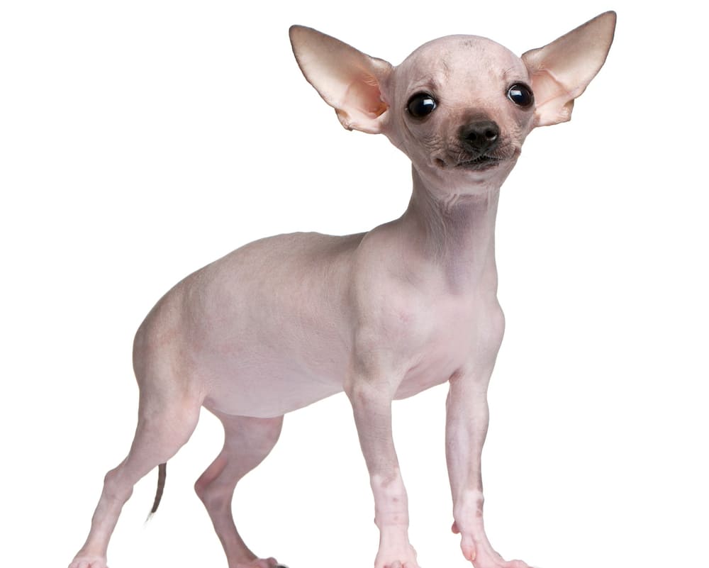 Dogs with no hair