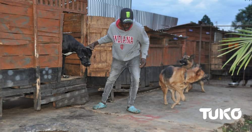 Eldoret Entrepreneur Turns His Love for Dogs into a Bundle of Cash.