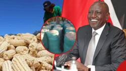 William Ruto: Gov't to Buy 1 Million Bags of Maize to Boost Kenya's Food Reserve
