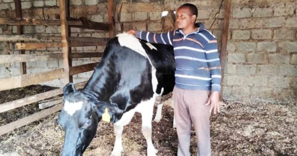 The farmer once sold a bull to Uhuru in 2018.