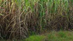 Kakamega: Shock as MCA Candidate Is Caught Chewing Pastor's Wife in Sugarcane Plantation