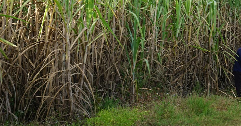 A sugarcane plantation. Photo: Daktari Nyuki.