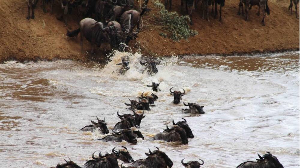 Maasai Mara: 300 wildebeests drown in Mara River during annual migration