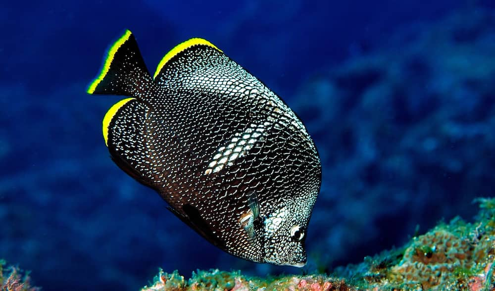 Aqua Treasures: Top 10 Most Expensive Fishes in the World - Enterprise Apps  Today