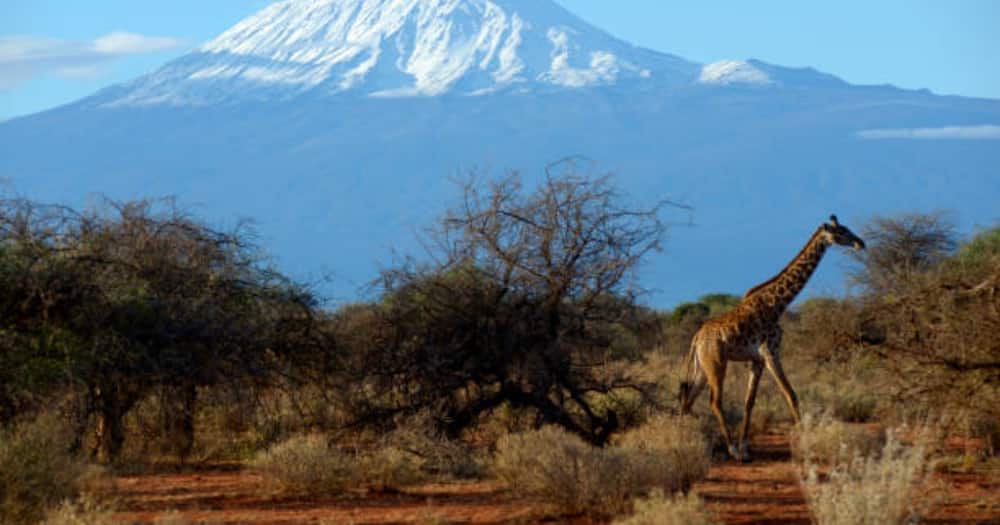 Malimwengu! Mti mrefu zaidi Afrika upo Mlima Kilimanjaro nchini Tanzania, urefu wake ni 81m