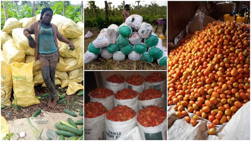 Photos of her bumper harvest wowed people. Photo source: Petra Akanti Onyegbule.