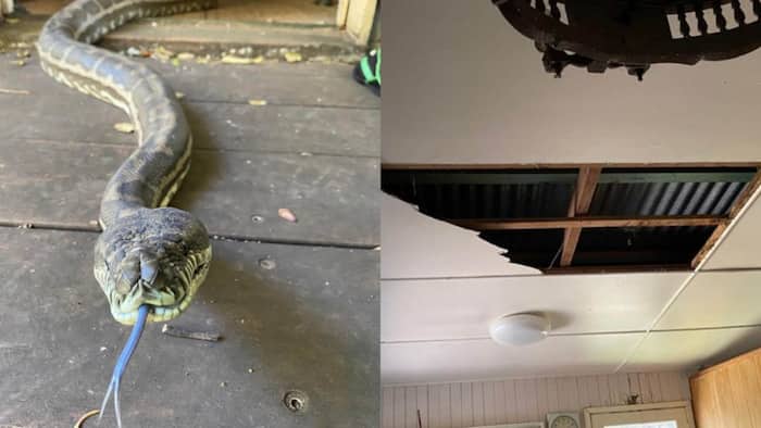 Two huge pythons crash-land into man's kitchen after fighting over mate on ceiling