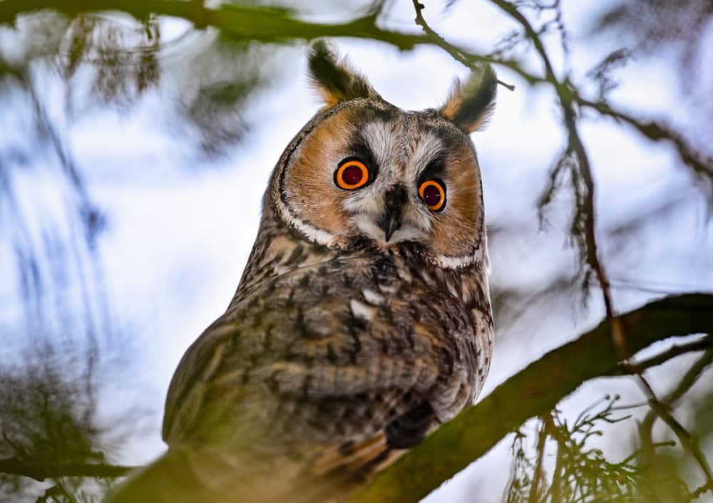20 most famous owl names in mythology and literature (with stories