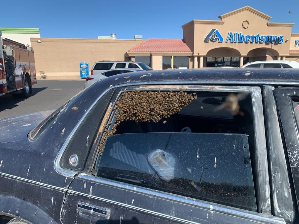 Man returns from shopping trip to find 15,000 bees in his car