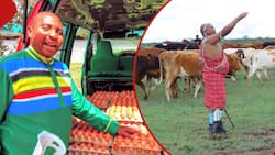 Side Hustle: MP David Ole Sankok Minting Millions from Chicken, Beef Farming