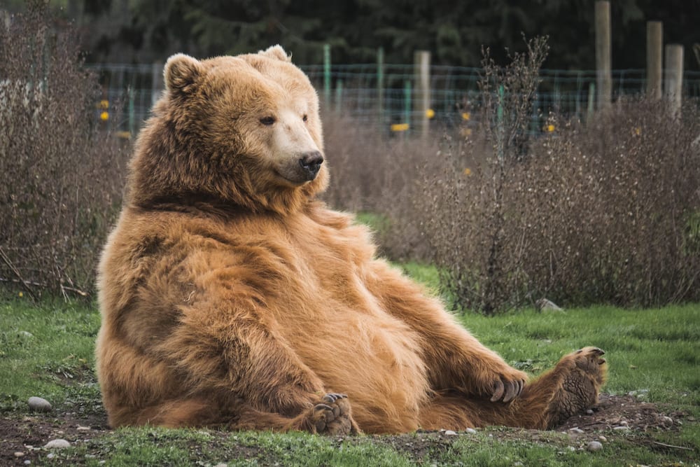 grizzly bear vs lion size