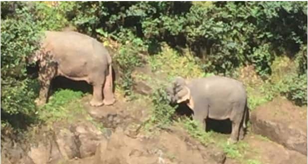 Six elephants die after falling from waterfall while attempting to save each other