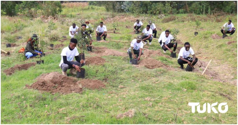Members of Dedan Kimathi Foundation planting trees. Photo: Original.