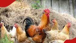 Masakatalafu: Meaning Behind Chicken Naming in the Luhya Community