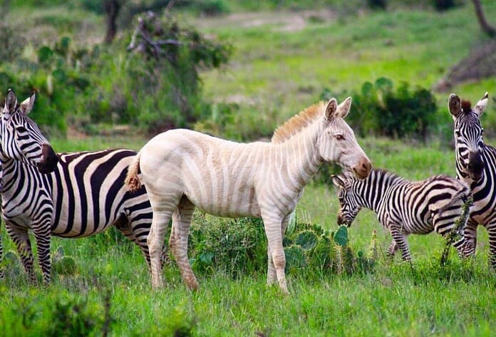 Rare lighter Zebra spotted in Laikipia days after darker one