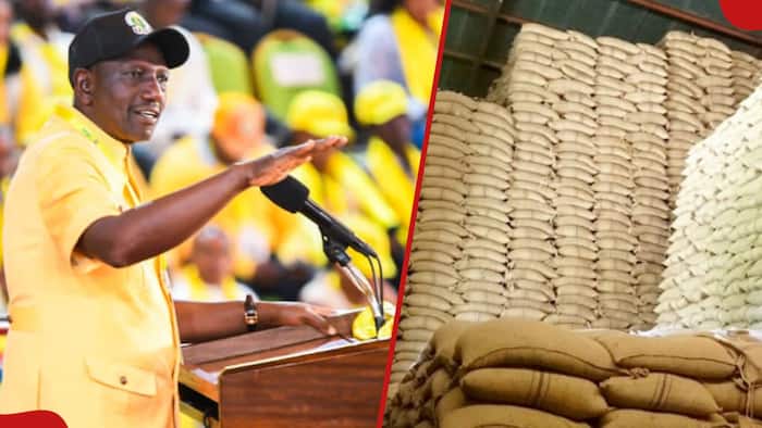 Willliam Ruto Says Gov't Will Import Duty-Free Yellow Maize: "Katika Budget Tumepitisha"