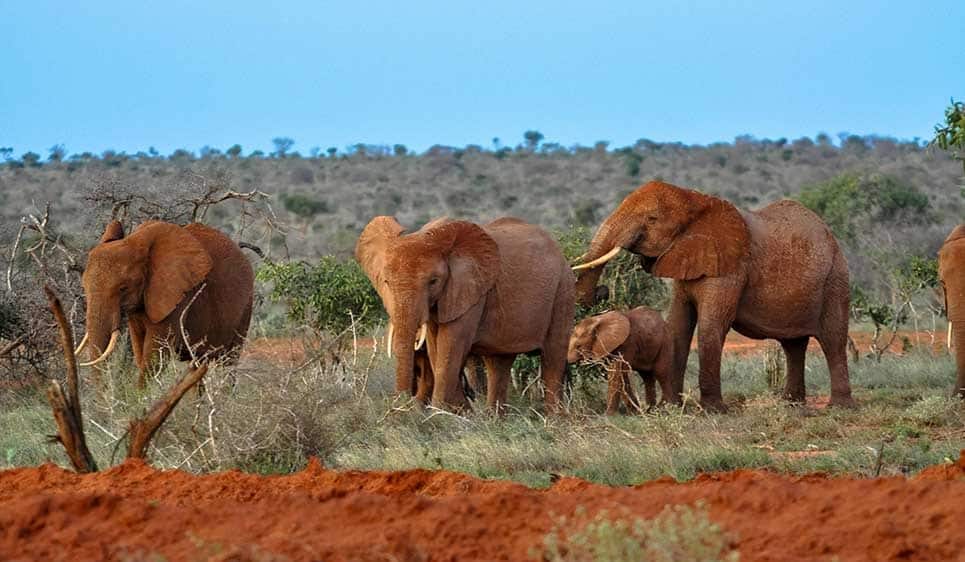 Woman missing for 9 months reunited with daughter after being found at Tsavo West