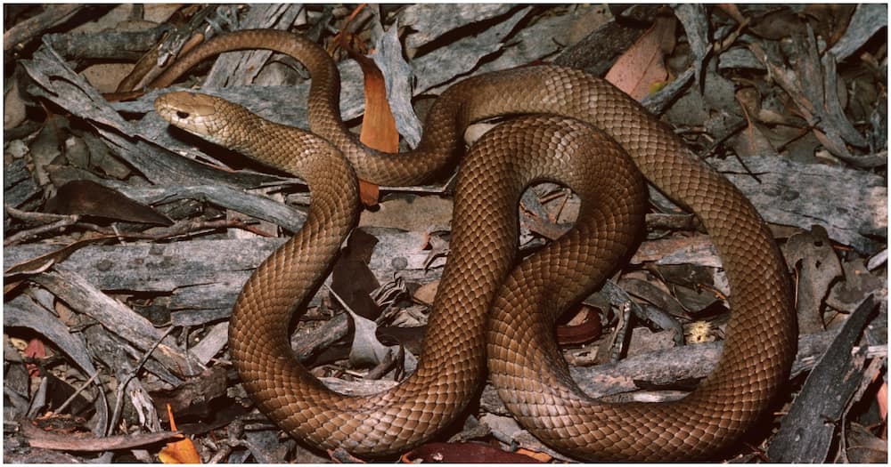 The eastern brown snake is the second most venomous snake in Australia