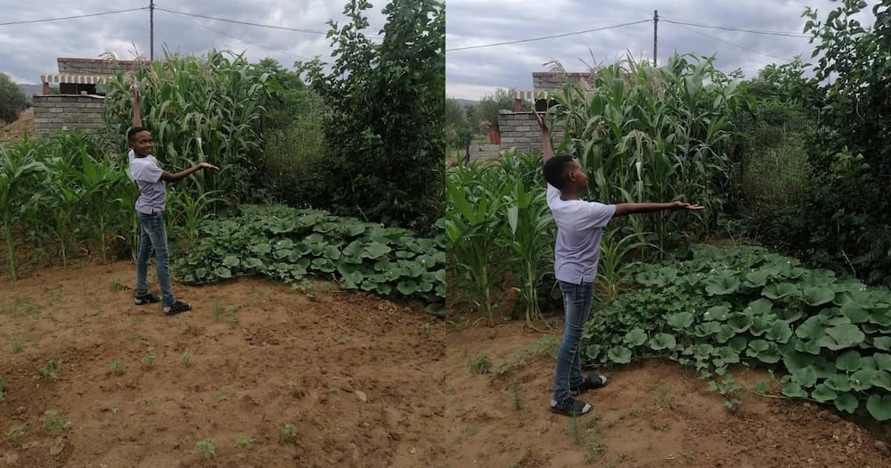 Future farmer, 11-year-old boy stuns Mzanso with veggie garden