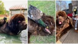 Inseparable: Dog and Duck Create Amazing Bond, Refuse to Associate with Their Kind