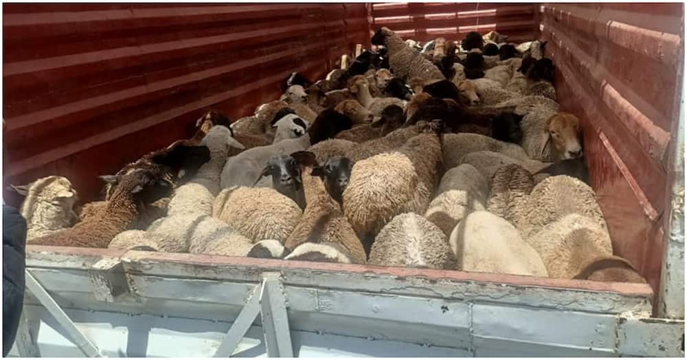 Stolen sheep worth KSh 2 million. Photo: DCI.