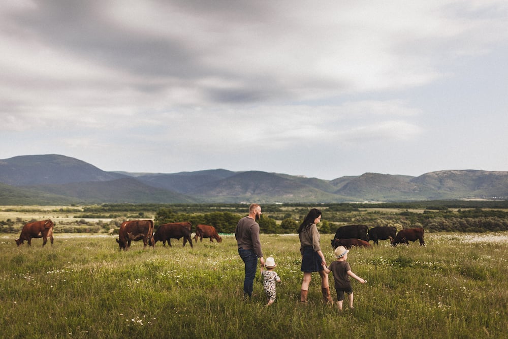 Family with two sons walking outdoors on a countryside farm with cows
