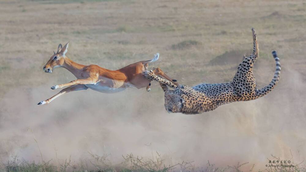 Tourists on Kenya safari captures exciting photos of cheetah bringing down a gazelle