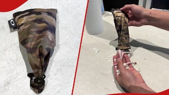 Miami Airport Officials Intercept Bag of Live Snakes Hidden in Passenger's Pants