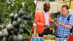 Kenyan Farmers Diversify Earnings Through Avocado Farming, Getting the Right Seedlings