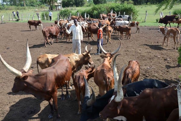 Man walking with wife dies after being attacked by herd of cows