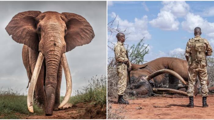 Lugard: Kenya's Treasured Elephant Dies of Old Age, Tusks Found Intact