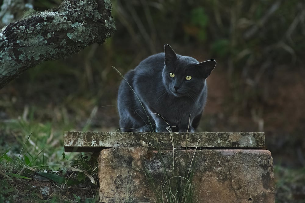 A black cat is outside