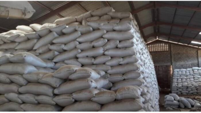 Mwea Farmers Protest Govt Plan to Import Duty-Free Rice: "We've Over 400k Tonnes"
