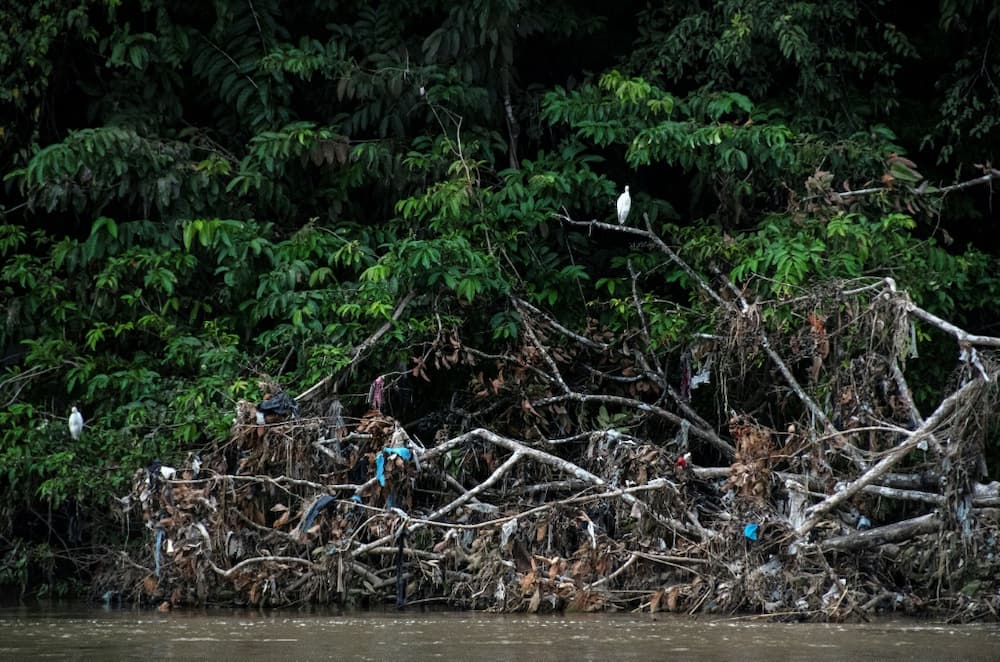 Birds perch amid garbage-strewn branches on the Tarcoles River