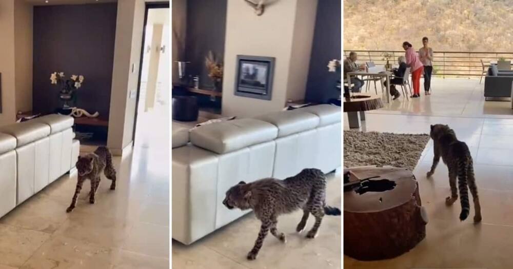 Cheetah walks into Mzansi resort