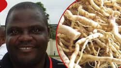 Kakamega Farmer Uses Popular Mkombero Roots to Make Wine, Juice and Tea: "It Has Been Tested"