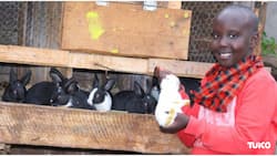 10-Year-Old Boy Buys His Family a Bread for Helping Him Feed Rabbits, Make KSh 5,700 Sales