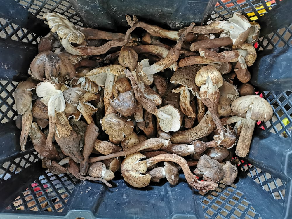 Types of mushrooms