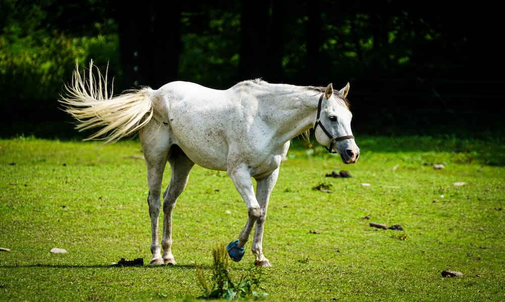 White horse walking across a meadow