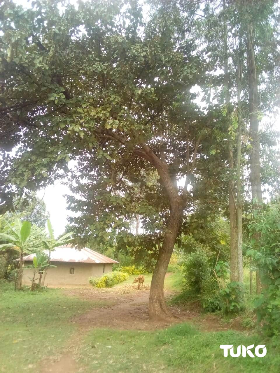 Mugomati: Indigenous multipurpose tree curing many diseases facing extinction in Maragoli land