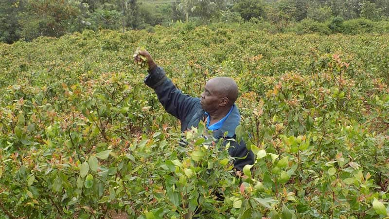 Ndege ya Kenya iliyobeba tani 11 ya Miraa yazuiwa kutua Somalia