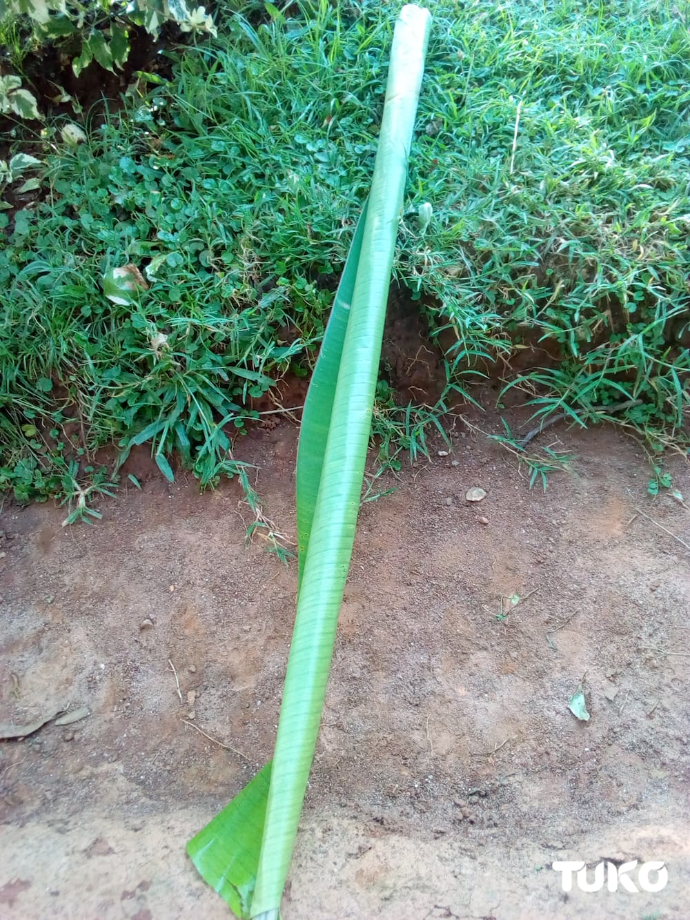 Banana leaves: Traditional ways Maragoli community nursed premature babies before innovation of incubators