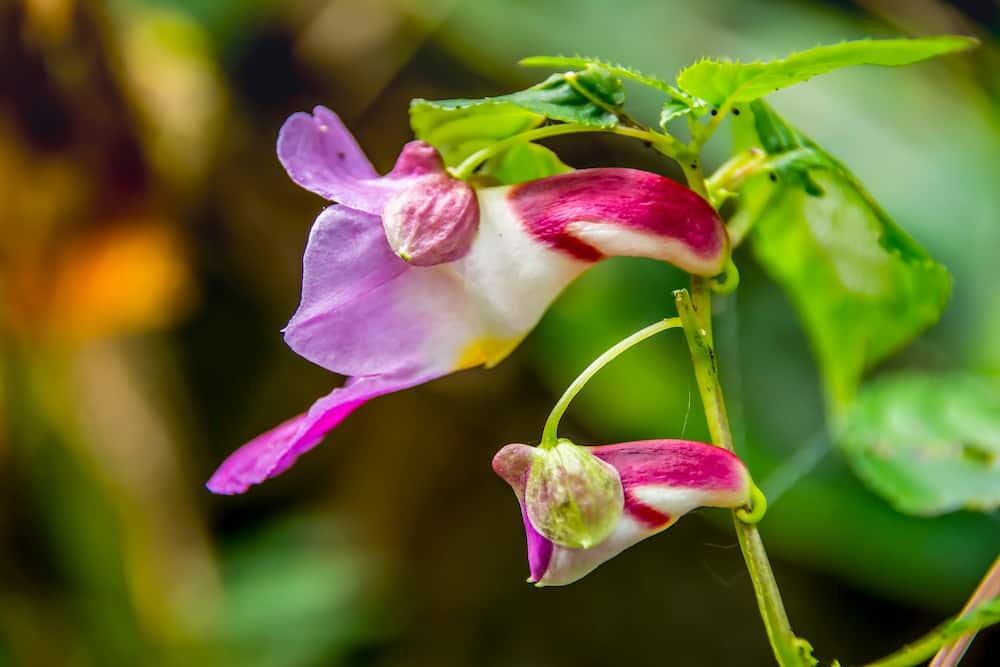 15 flowers that look like animals and where they are native 