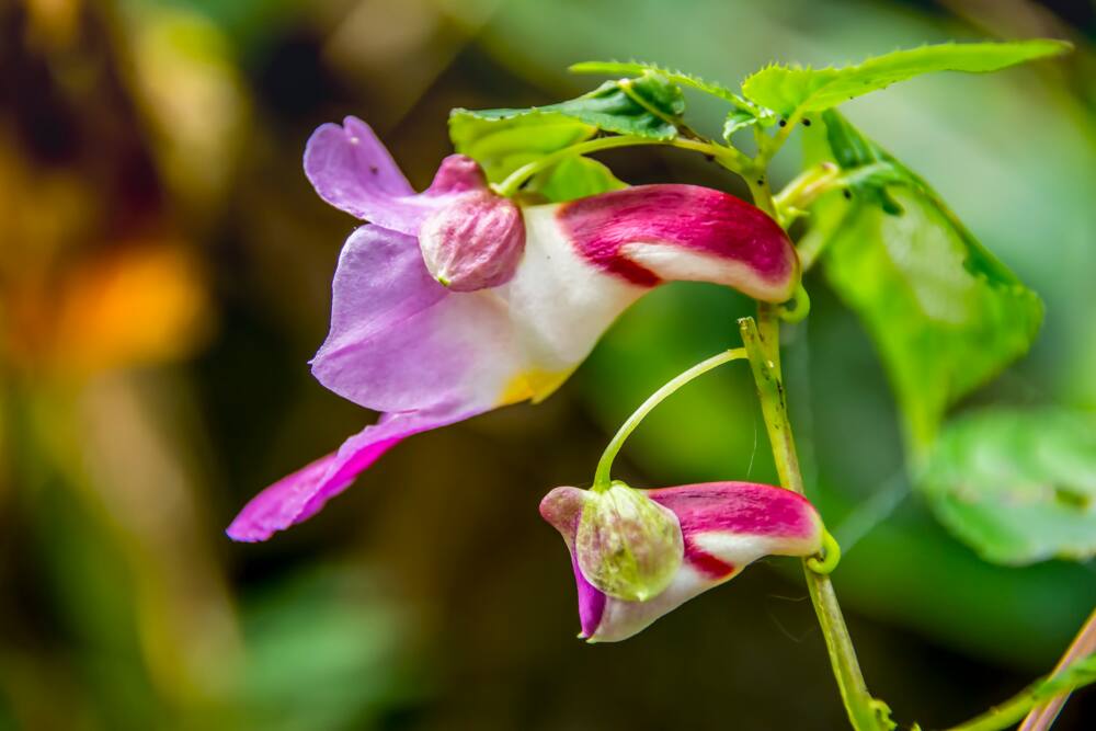 flowers that look like animals