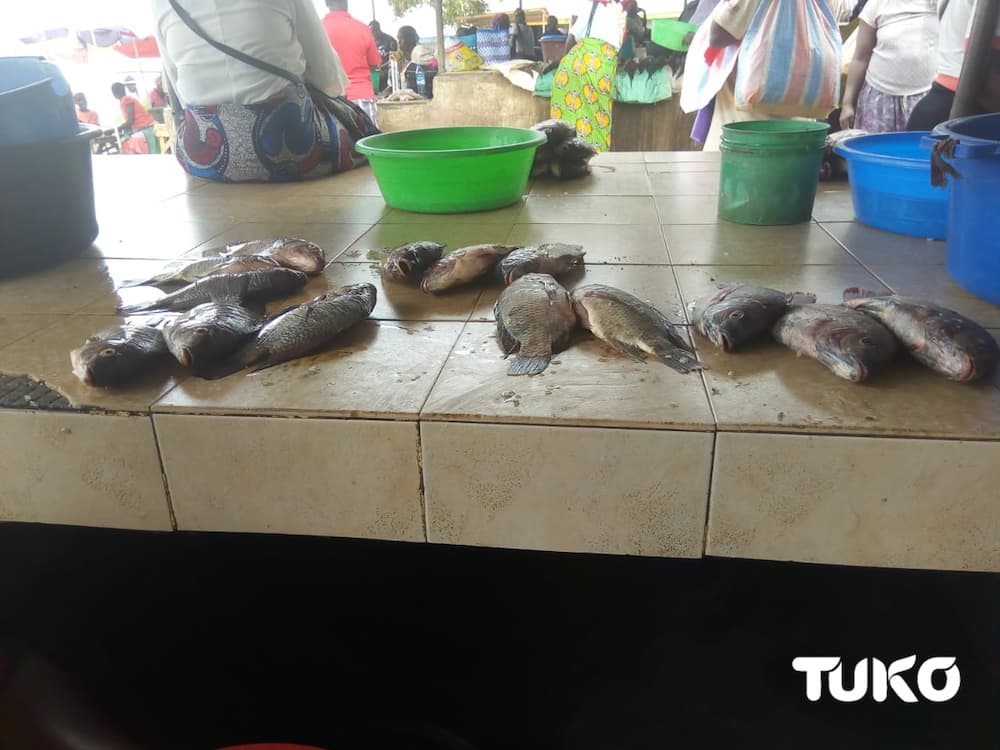 Fish shortage hits Homa Bay, prices soar as traders turn to Tanzania for Omena