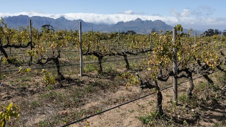 Wine growers 'on tip of Africa' race to adapt to climate change