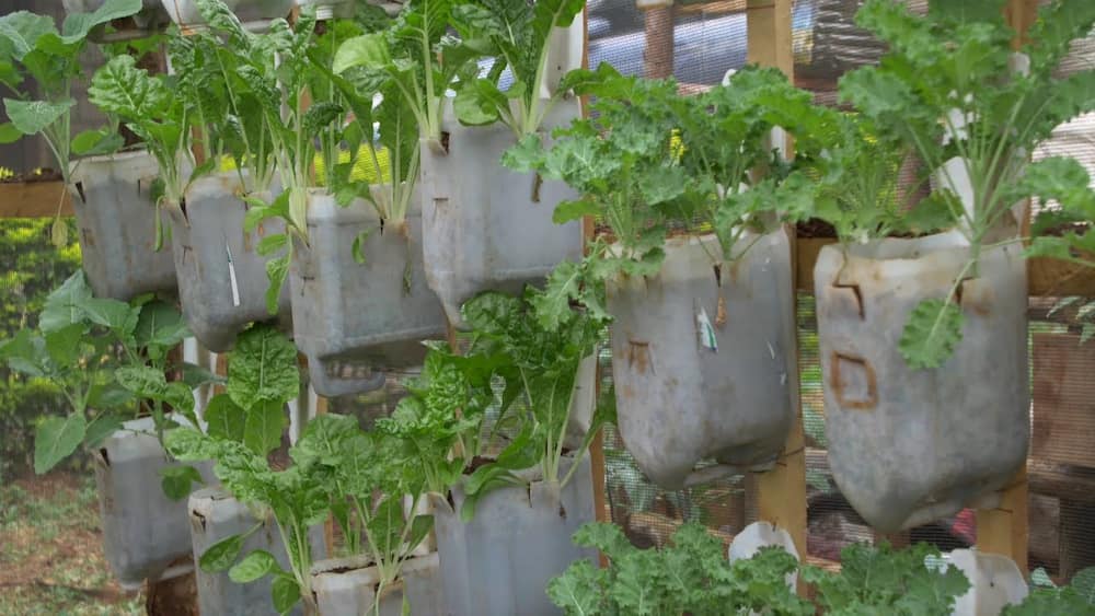 types of kitchen gardens