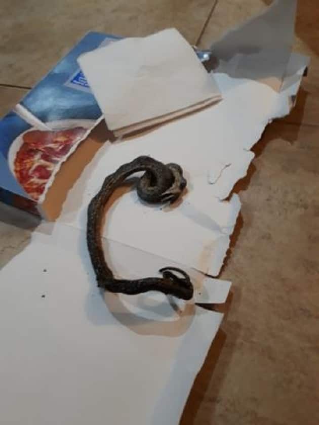 Family burns snake in oven while heating up frozen pizza