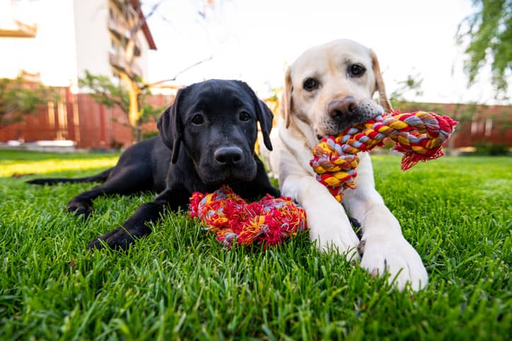 Dog breeds in Kenya