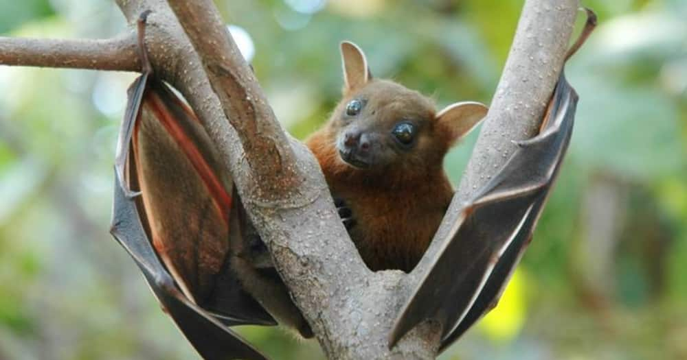 Picture of a bat.